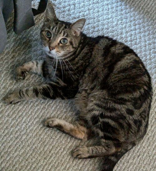 Your Professional, Compassionate, Individualized, East Bay Area Cat Sitting