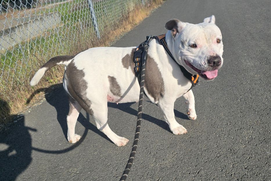 Your Professional, Compassionate, Individualized, East Bay Area Pet Care (2)