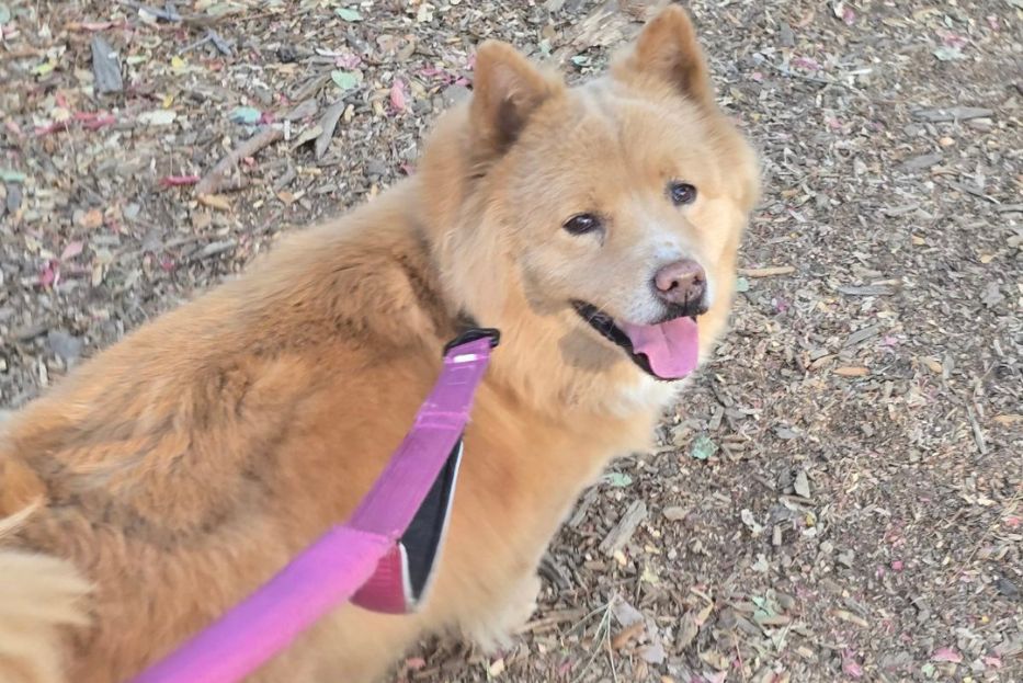 Your Professional, Compassionate, Individualized, East Bay Area Pet Care (3)