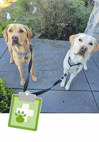 Your Professional, Compassionate, Individualized, East Bay Area Pet Care