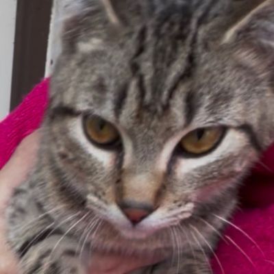 Sweet Brother & Sister Kittens Looking for Their Forever Home
