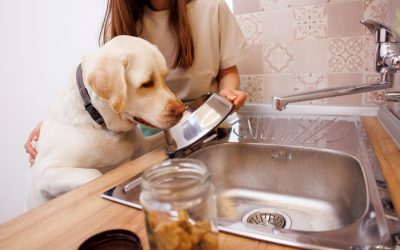Why Clean Pet Food & Water Bowls Matter for Your Pet’s Health